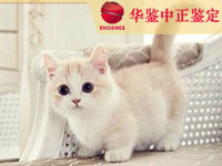 凉山猫类动物鉴定