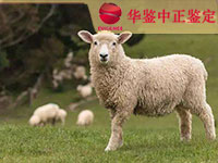 凉山羊类动物鉴定
